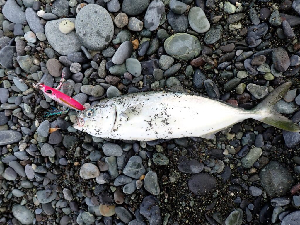 ピンクで釣ったワカシ