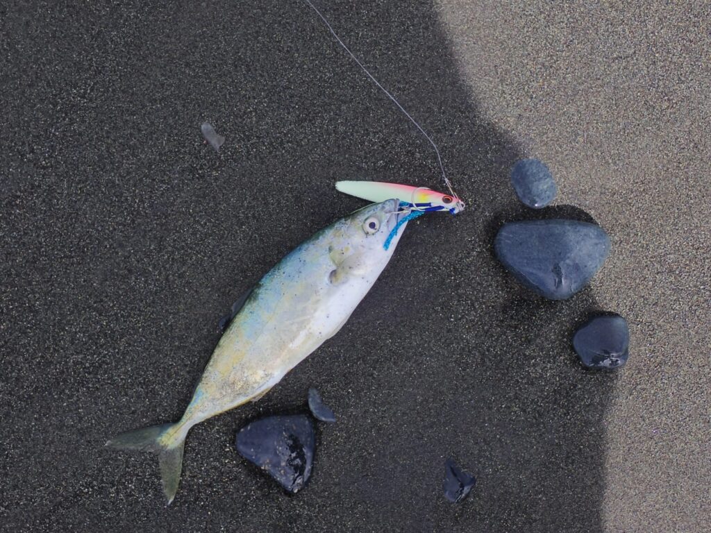 ワカシをジグでつった写真