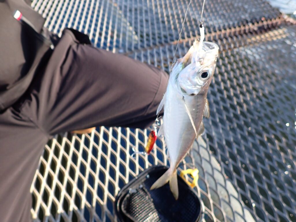 ジグサビキで釣った鯵