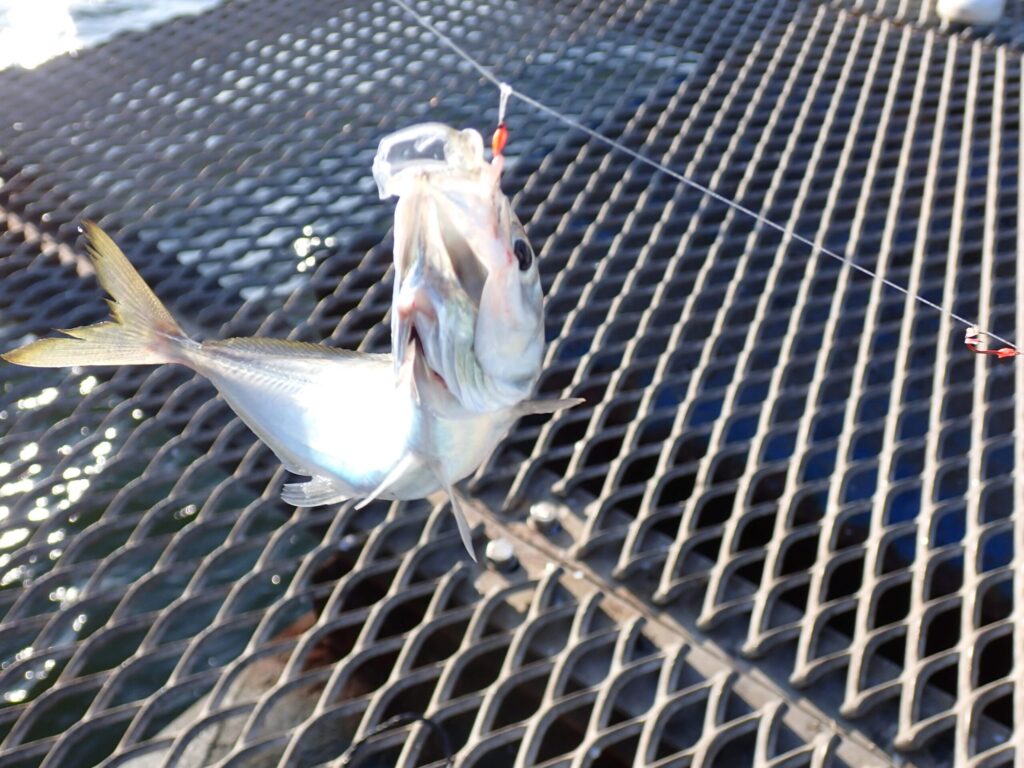 トリックサビキで釣れたアジ