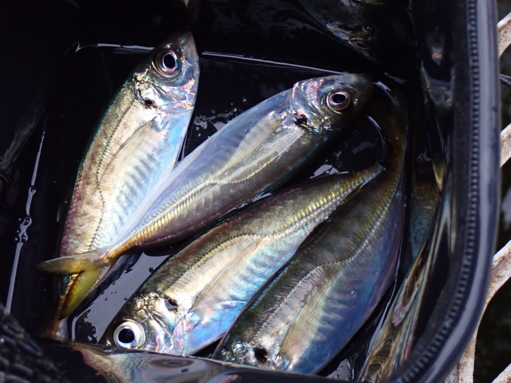 アジパワーを混ぜたコマセで釣ったアジ