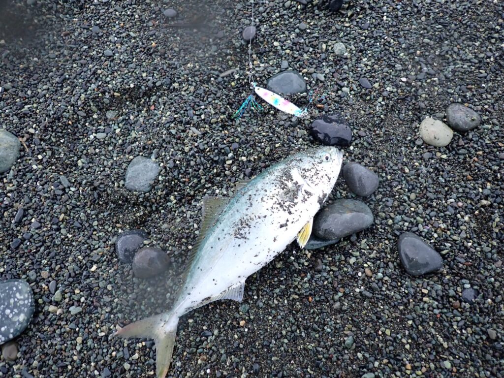 西湘サーフで釣れたワカシの様子
