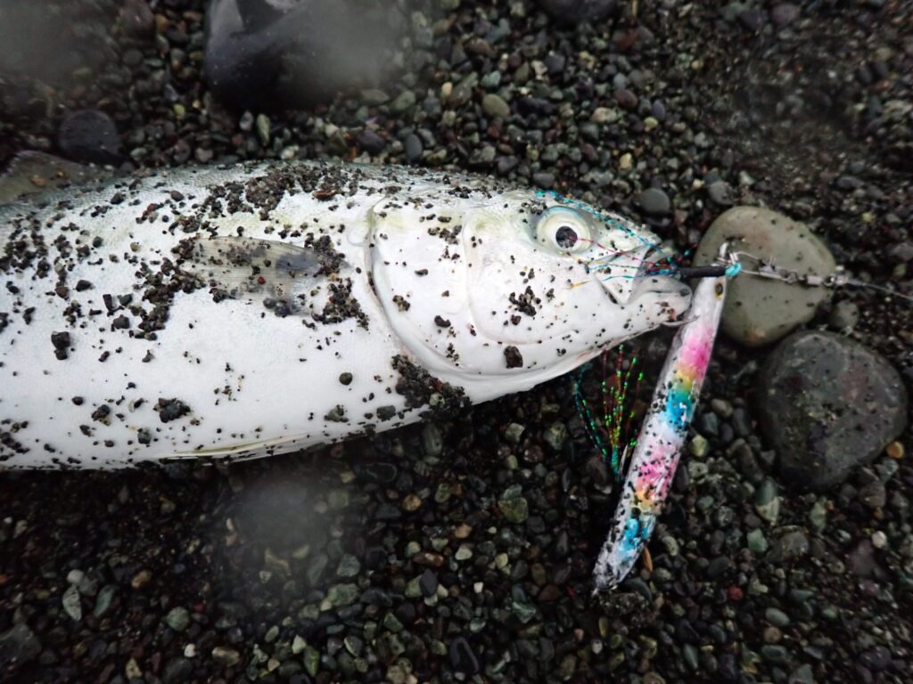 ダイソージグで釣れたワカシ