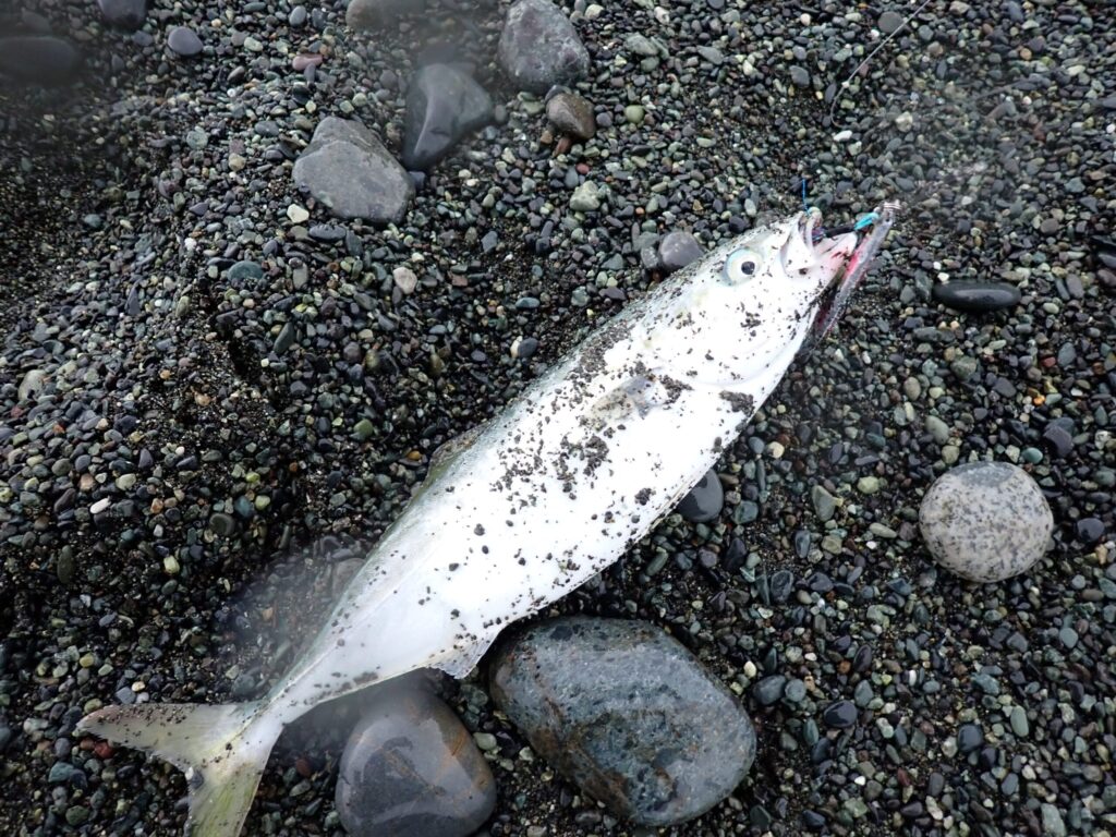 西湘サーフで釣れたワカシの様子