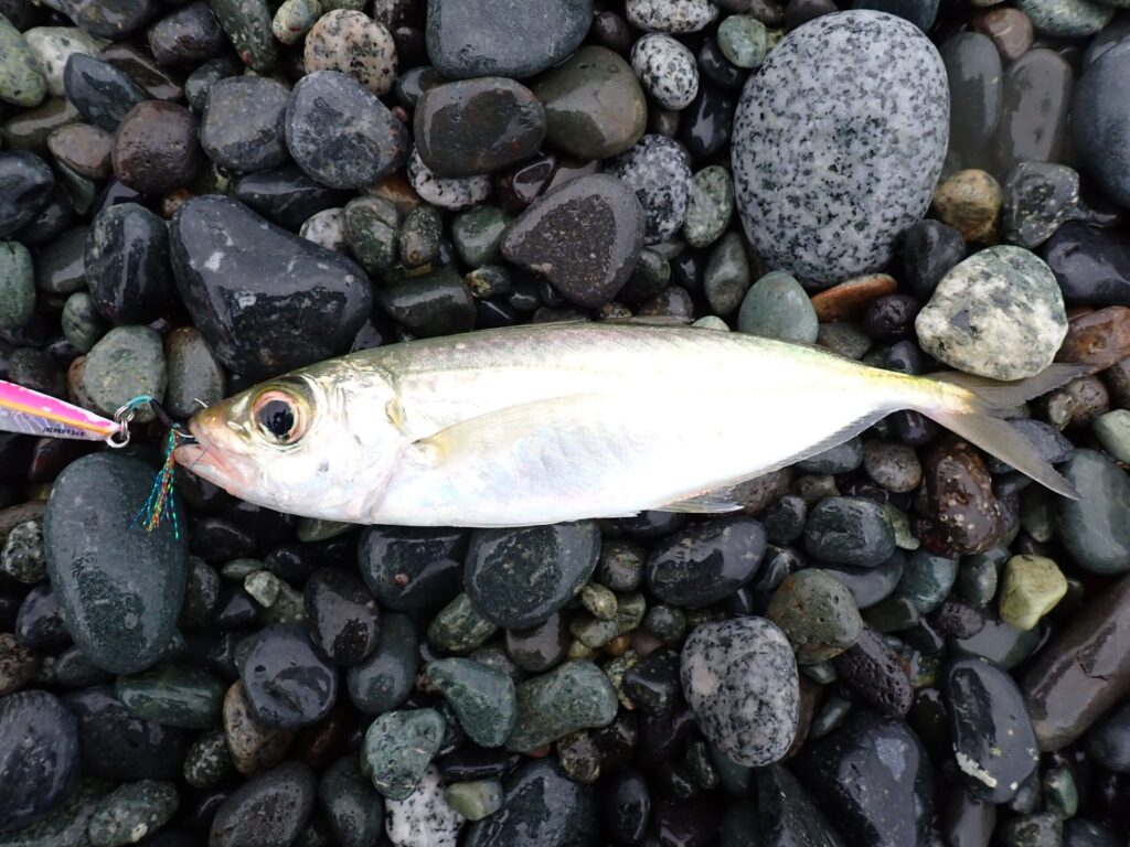 西湘サーフで釣れたメアジ
