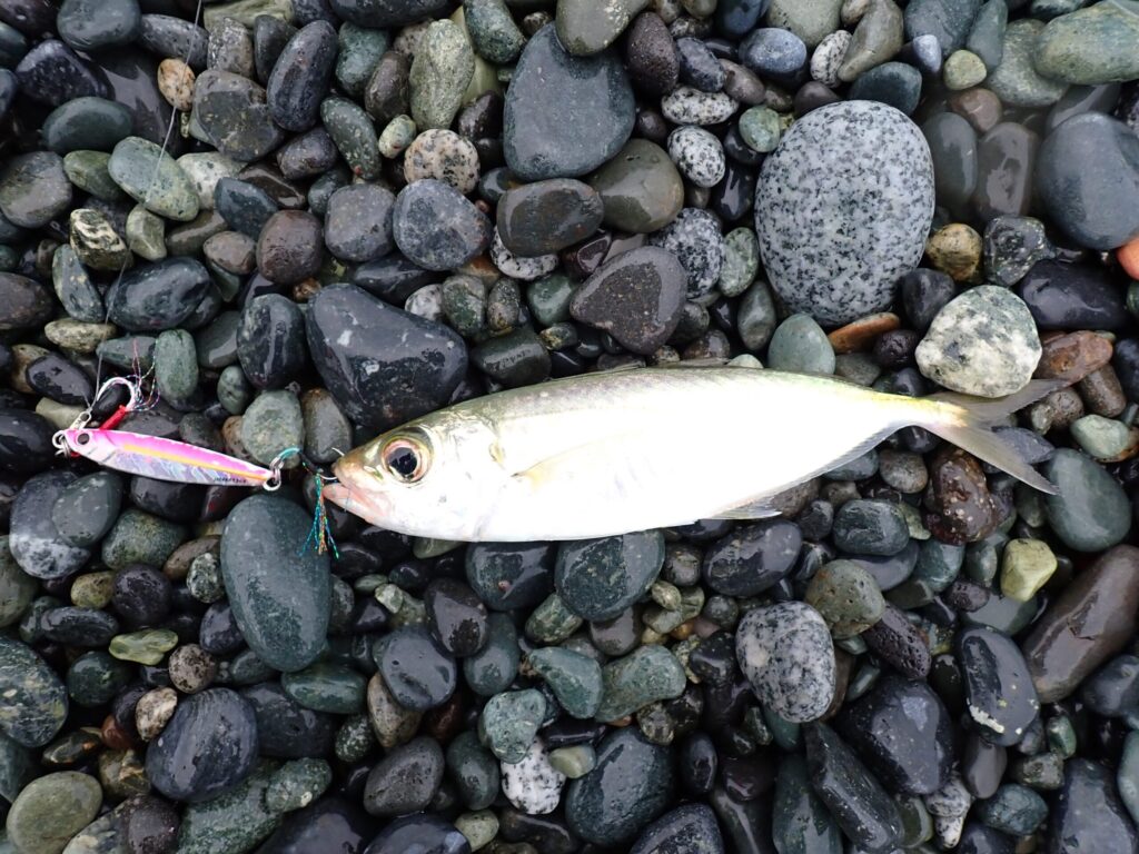 西湘サーフで釣れたメアジの様子
