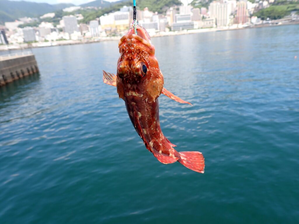 堤防で釣ったカサゴ