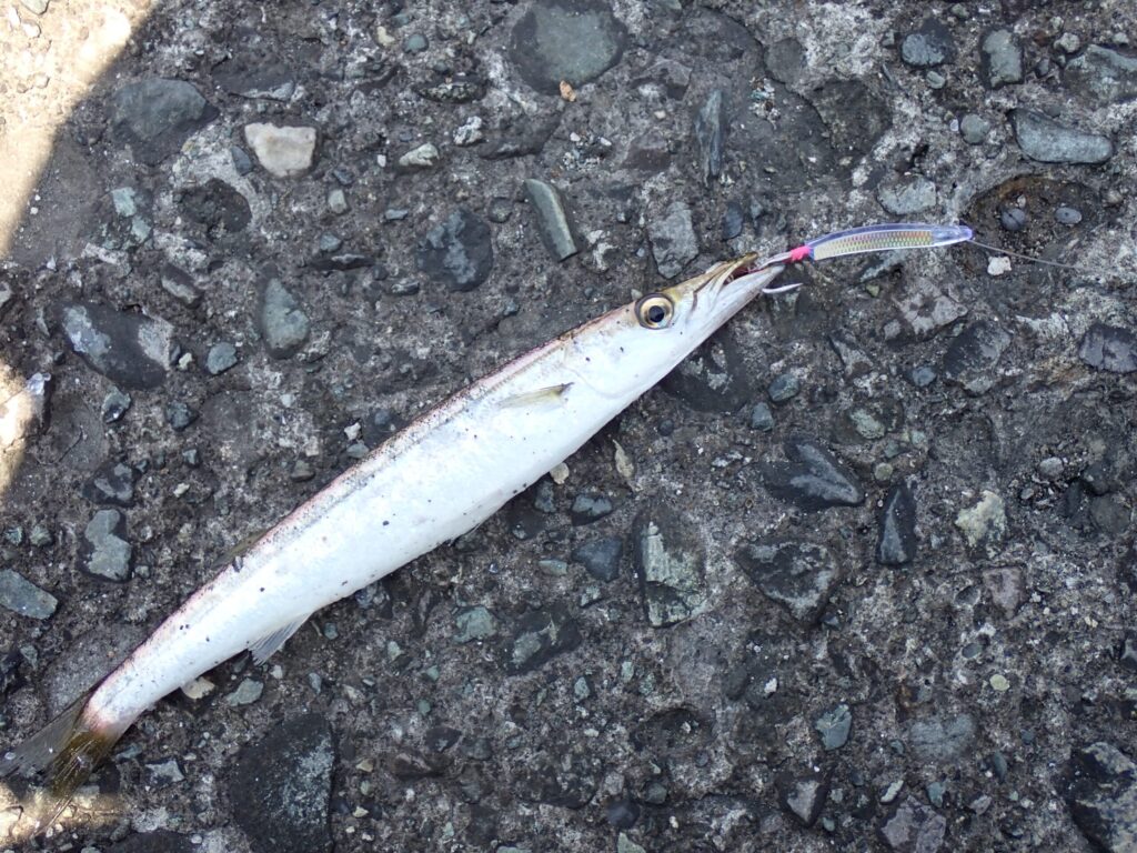 弓角で釣ったカマス