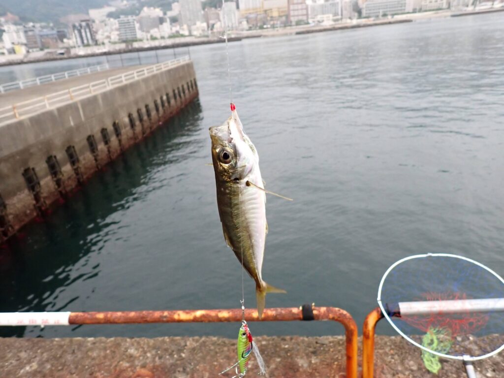 ジグサビキでアジを釣ったシーン