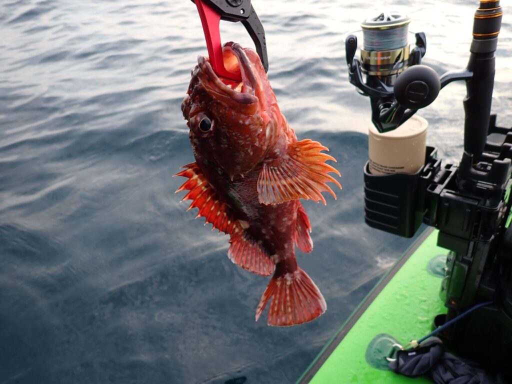 トゲのあるカサゴを釣った様子