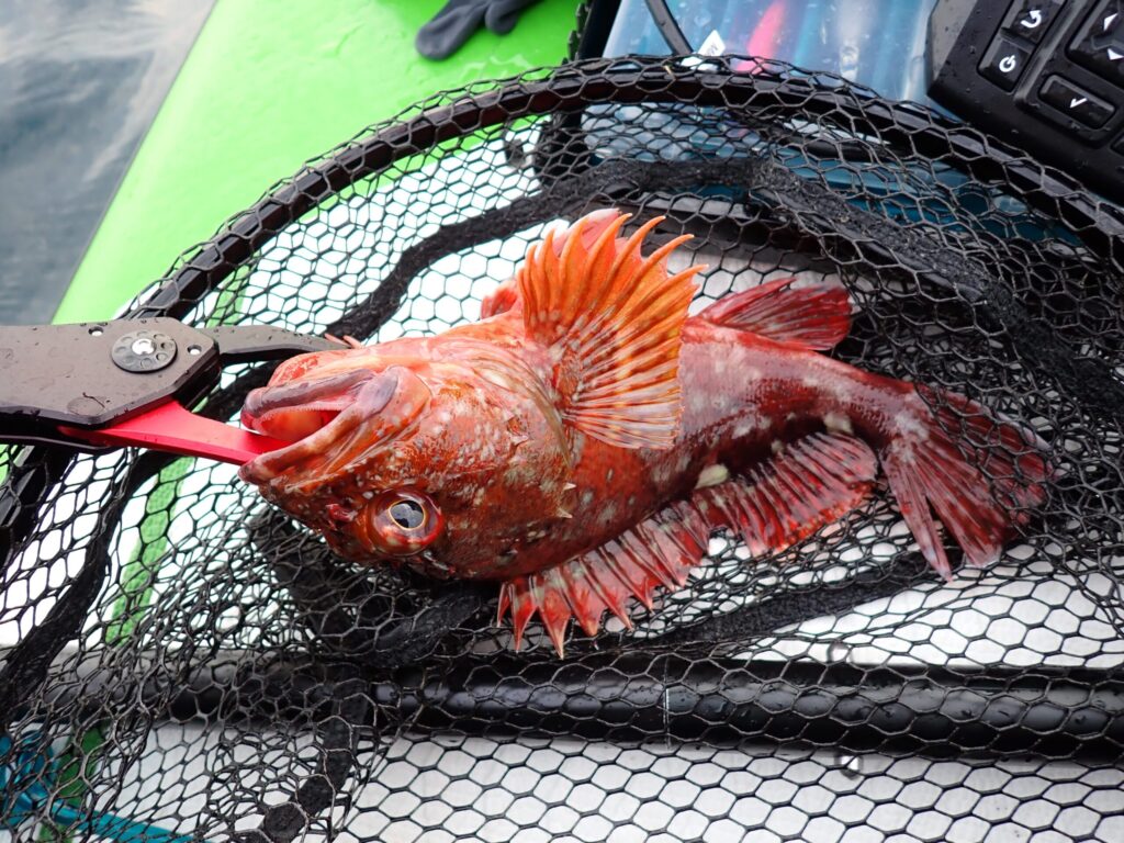 大きいカサゴが釣れたシーン