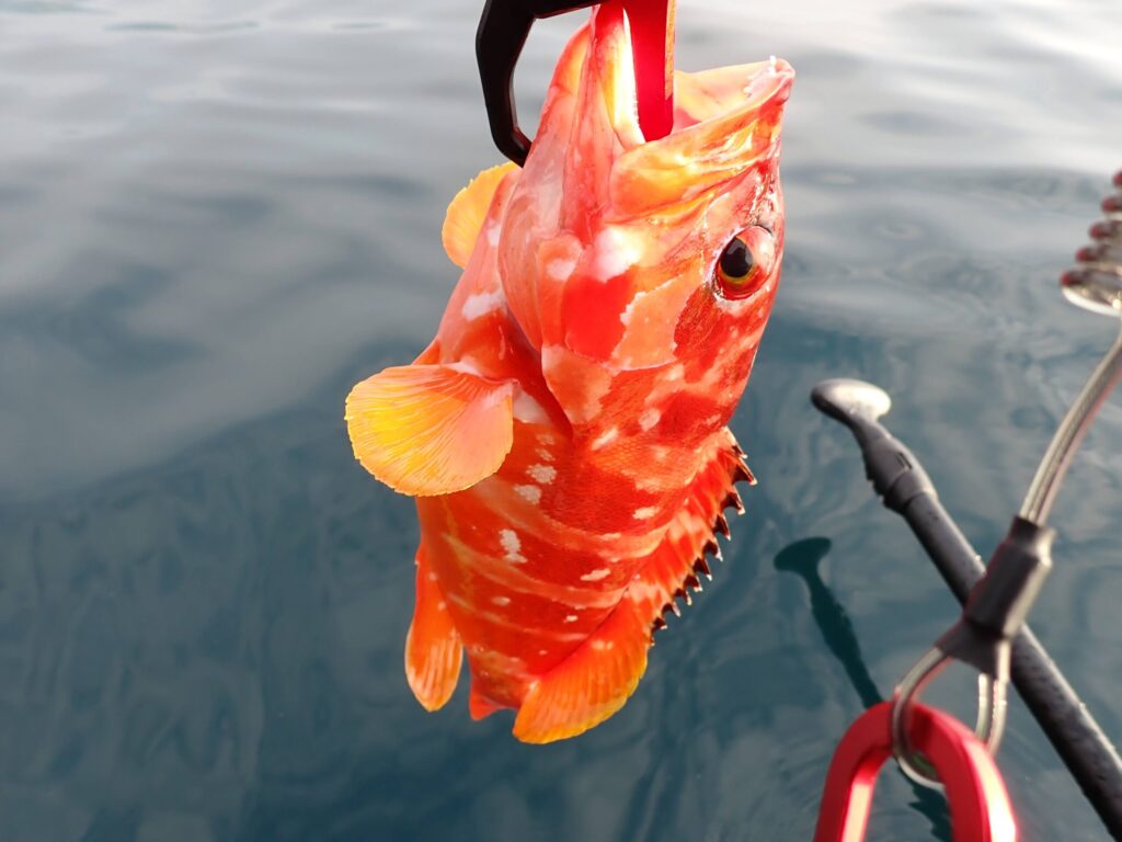 フィッシュグリップで魚を持ち上げている写真