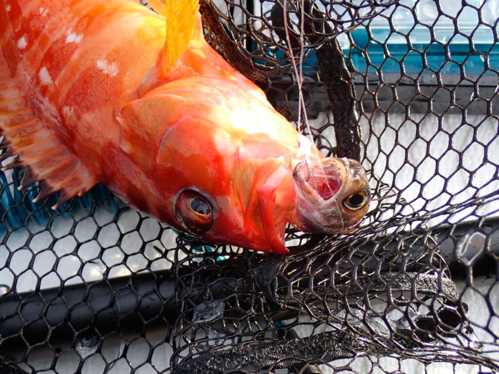 落とし込みサビキに食いついているアカハタの様子