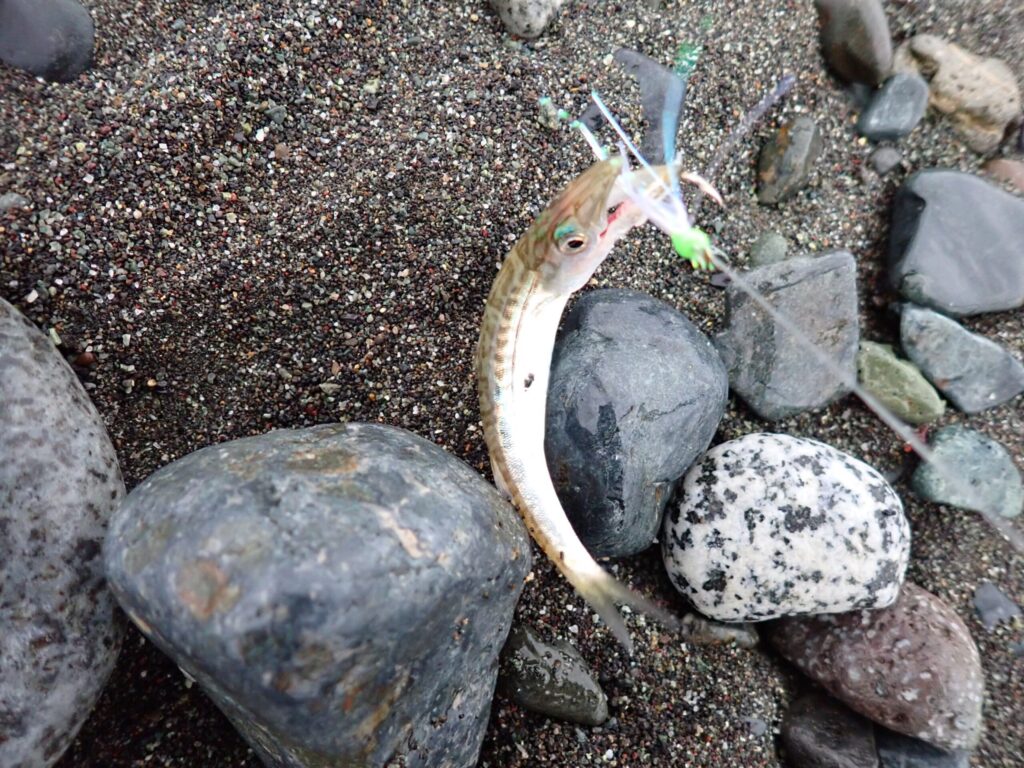 サーフで鉛筆カマスを釣ったシーン
