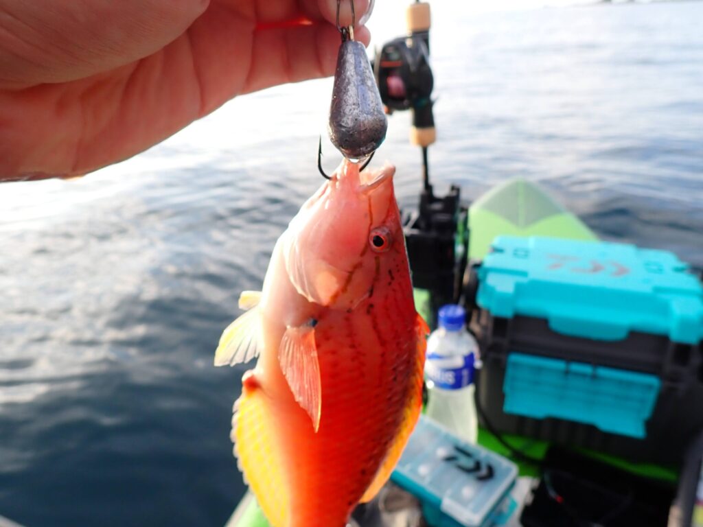 SUP釣りで釣れたベラ