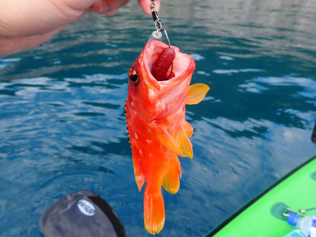 針が奥にかかってしまった魚の様子