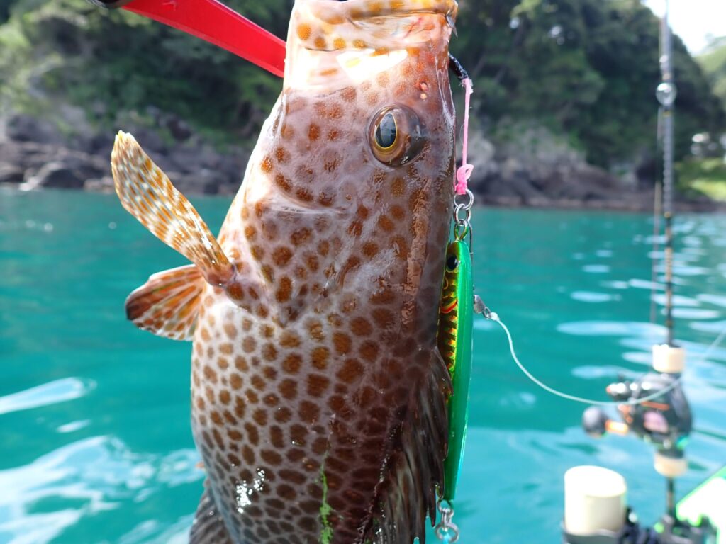 ミドキンでオオモンハタを釣ったシーン
