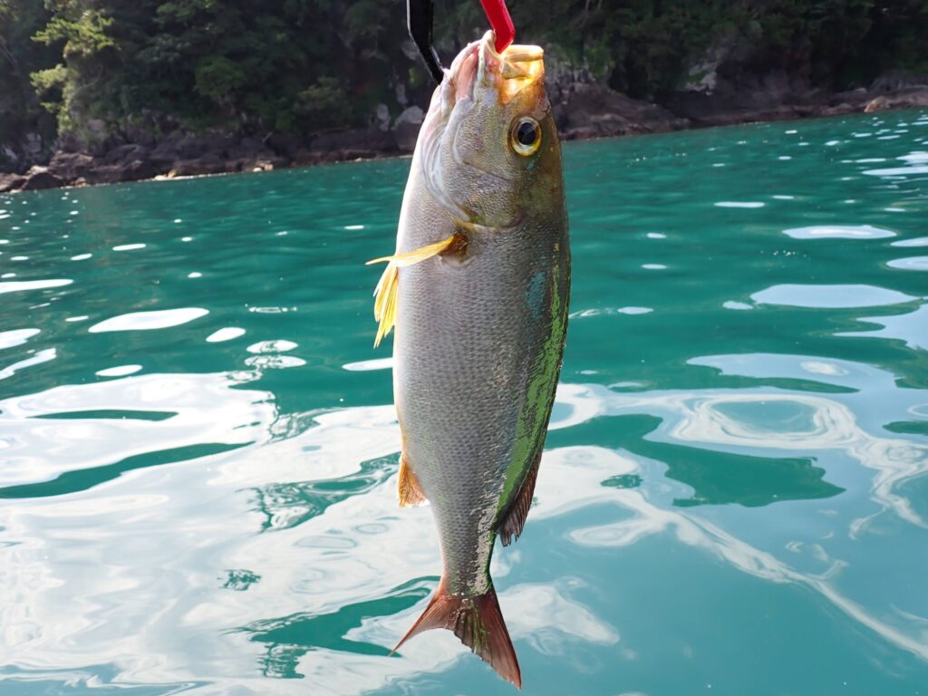 魚探に移ったベイトを追いかけて岩礁帯で釣れたイサキ