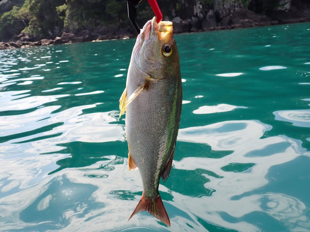 SUPで釣ったイサキの様子