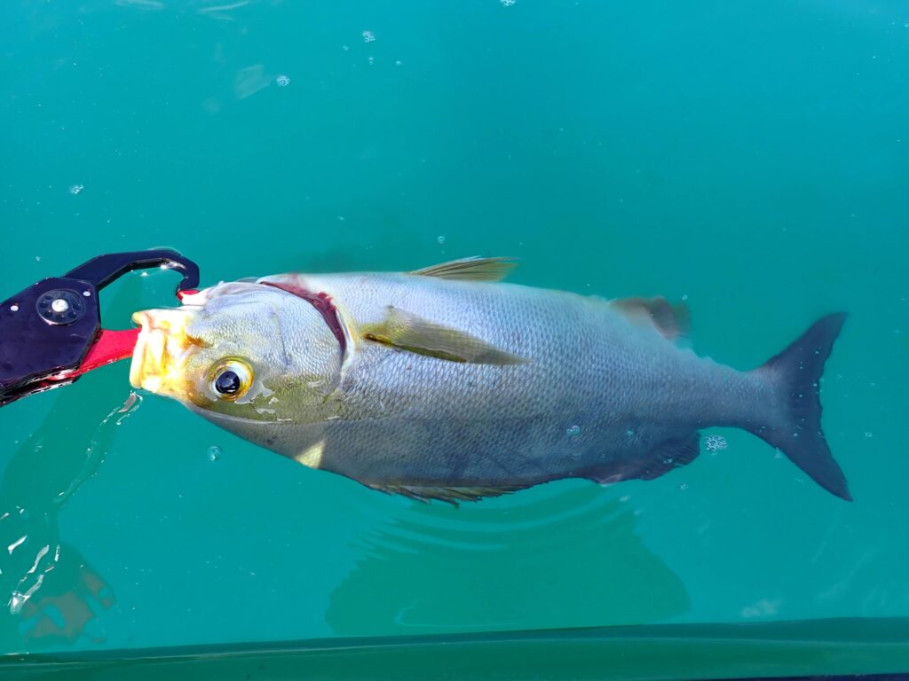 岩礁帯で釣れたイサキ