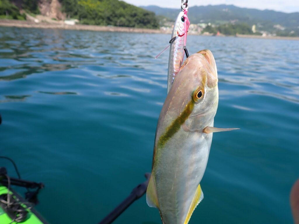 SUPで釣ったショゴ