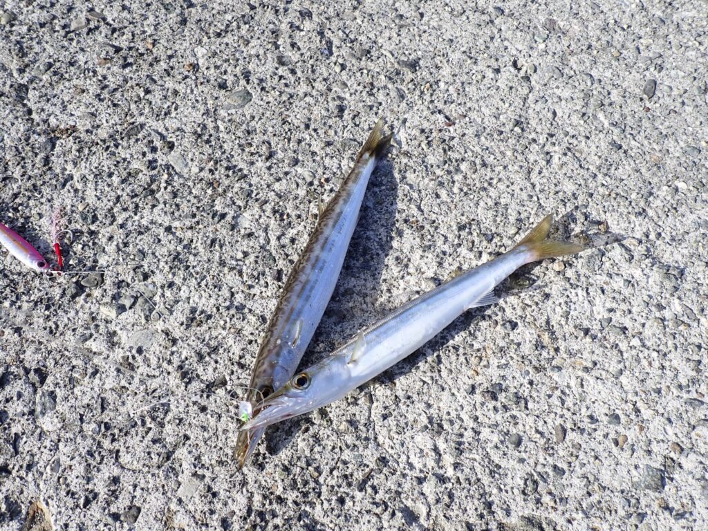 8月に熱海で釣れたいいサイズのカマス
