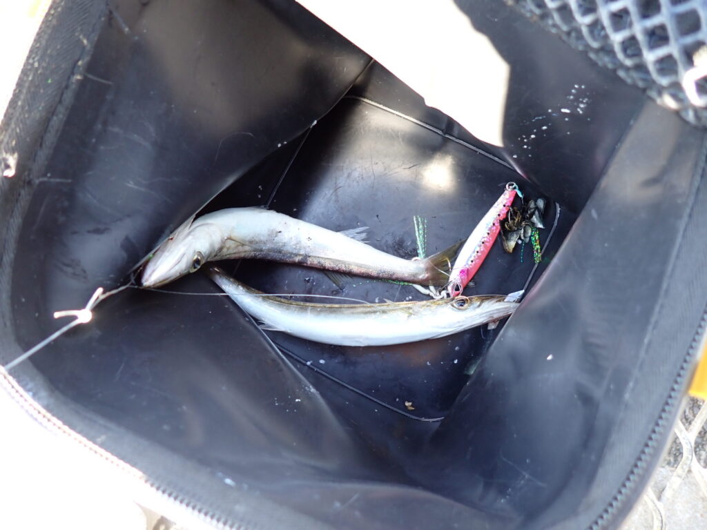 横浜で釣ったカマス