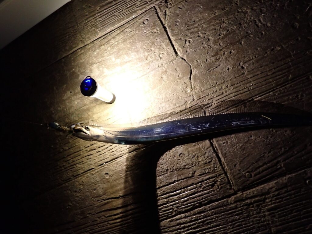 GOAL ZEROで写真撮影用に太刀魚を照らしている様子