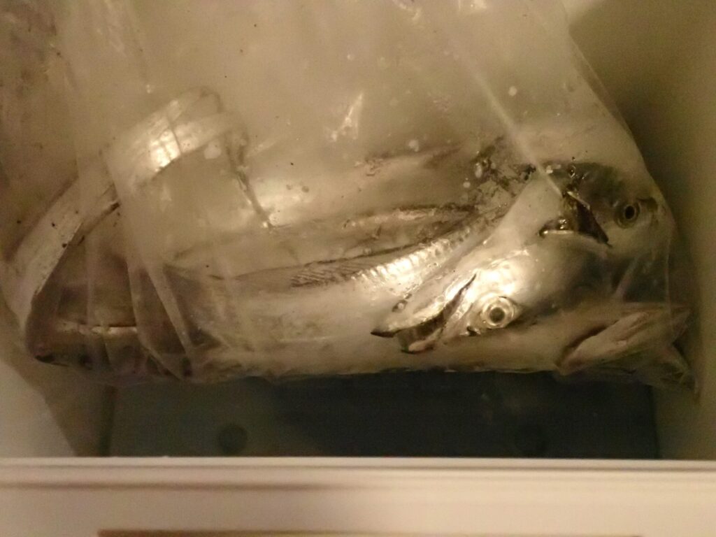 10Lクーラーに太刀魚を入れた様子