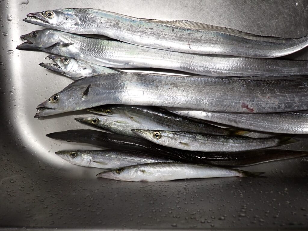 海辺釣り公園で釣れた太刀魚とカマス