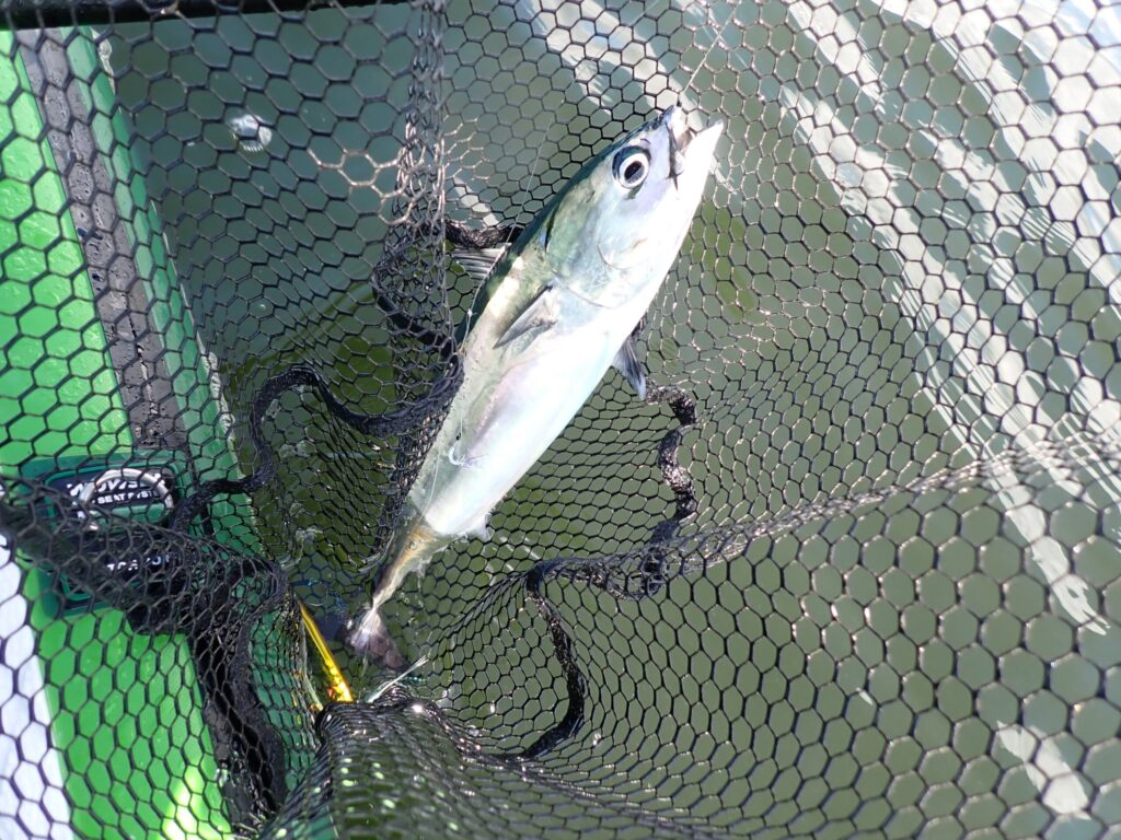 SUPで釣れたソウダガツオ