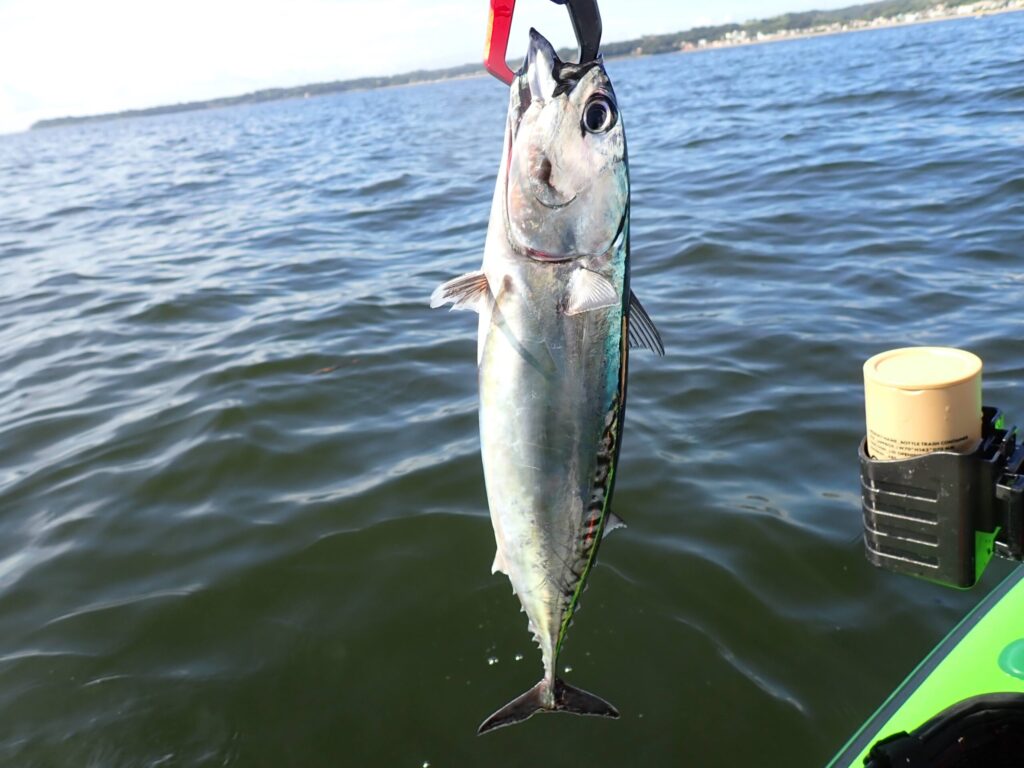 SUPで釣ったソーダガツオ