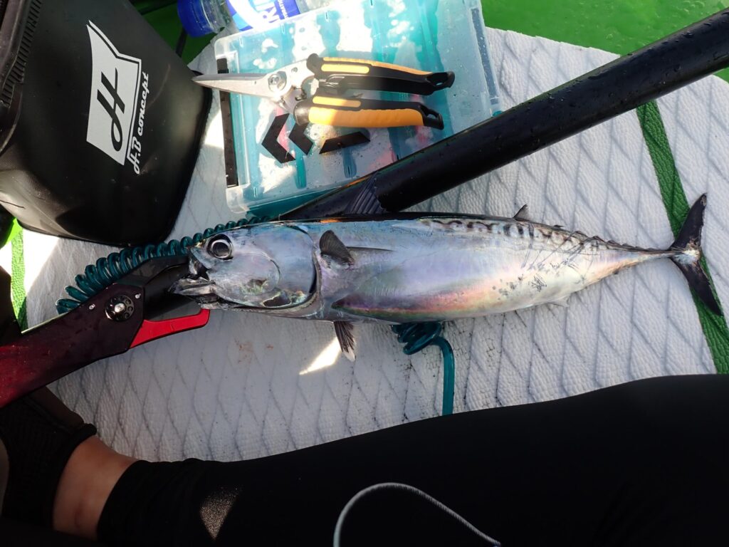 足元で釣れたソーダガツオ