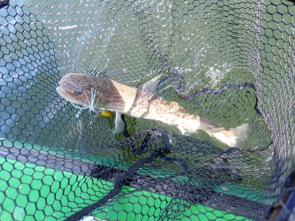 SUPで釣った大きいエソ