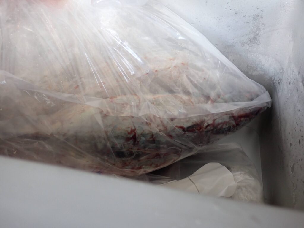 釣った魚を袋に入れてクーラーに入れている様子