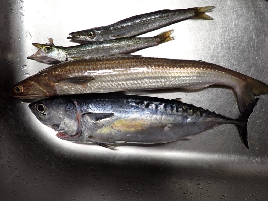 三浦で釣れたカマス、エソ、ソウダガツオ