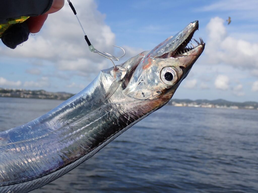 海上で釣ったタチウオのスナップ