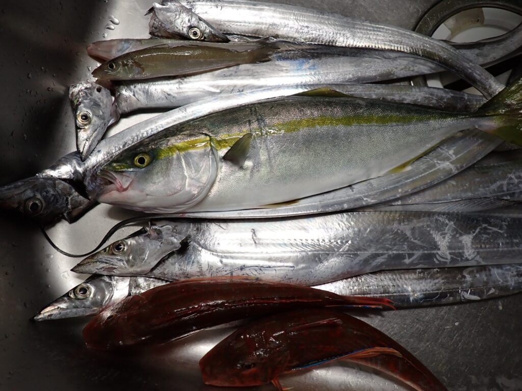 APL20に入れて持って帰ってきた魚