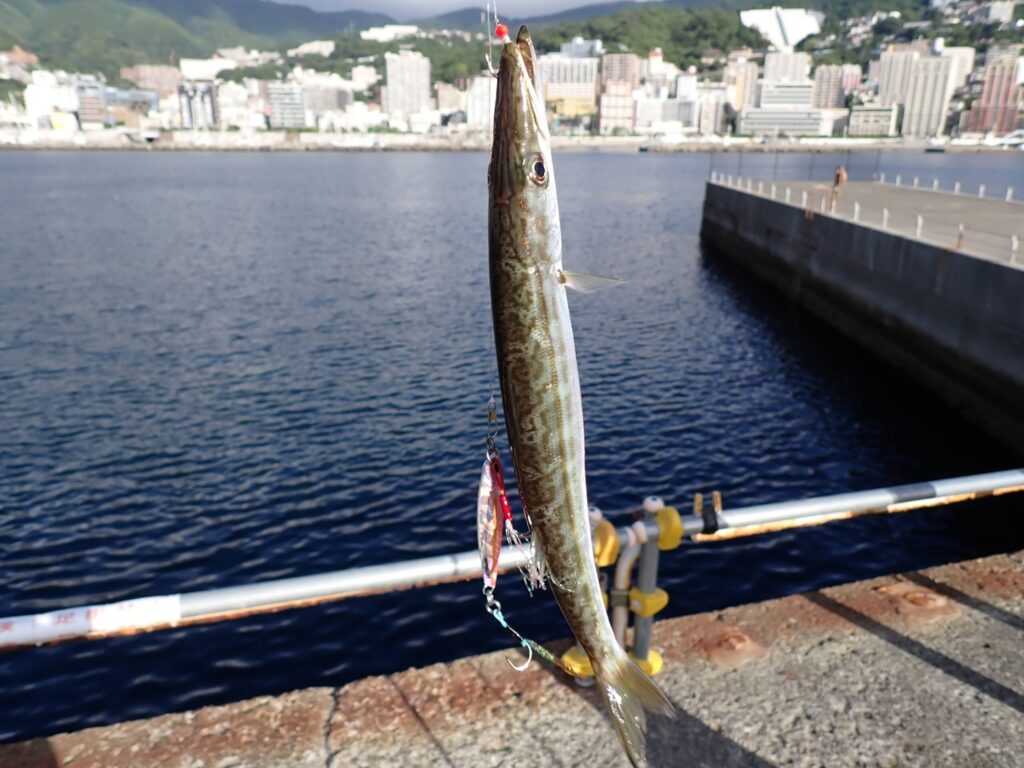 ジグサビキにかかったカマス
