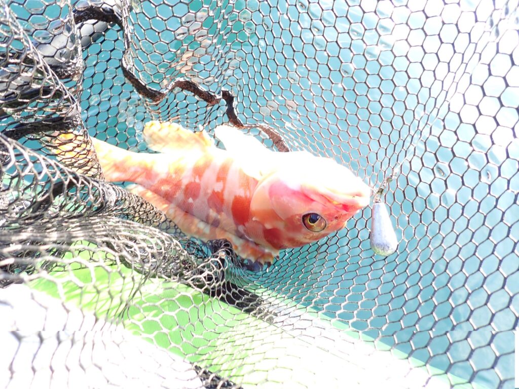エサで釣った良型アカハタ