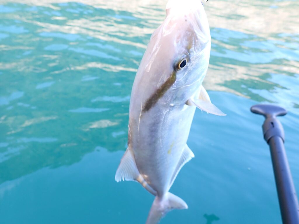 活性が高くなって釣れたショゴ