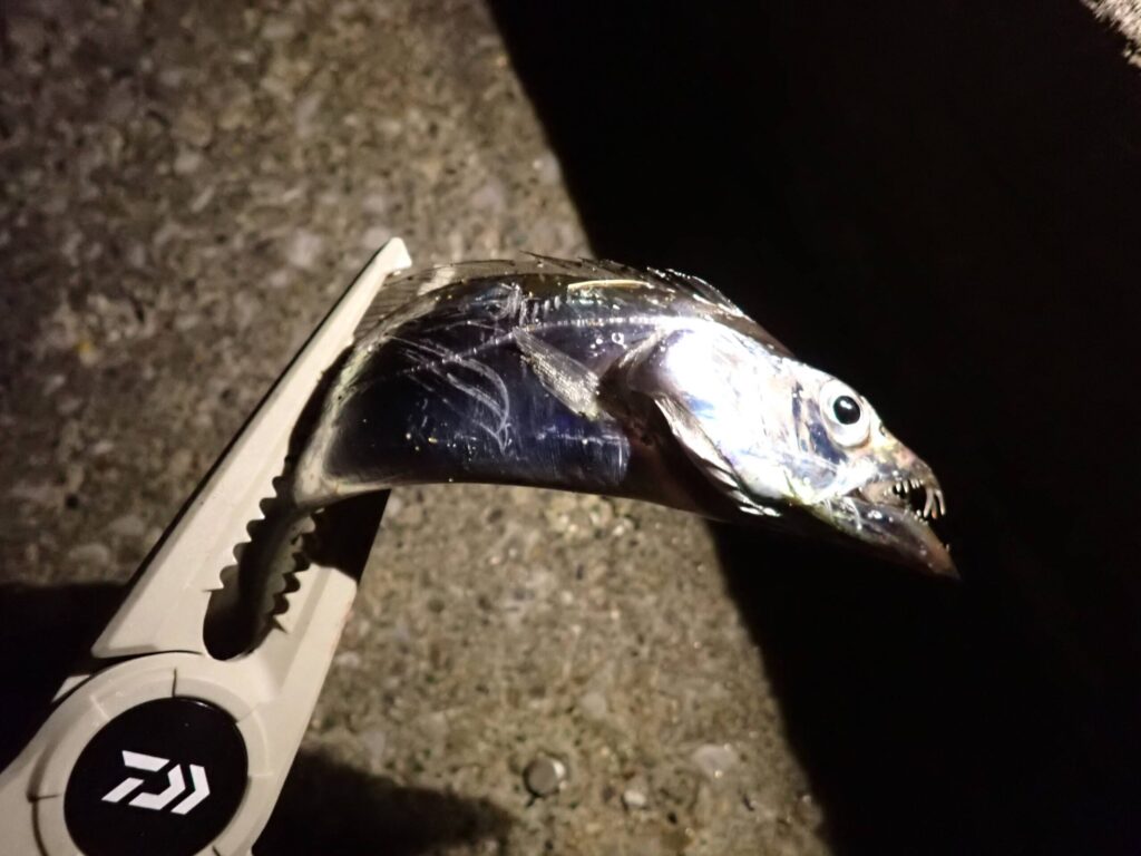DAIWAのフィッシュホルダー240Cで太刀魚を掴んでいるシーン