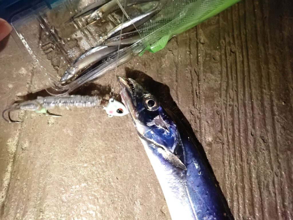 テンヤで釣った太刀魚