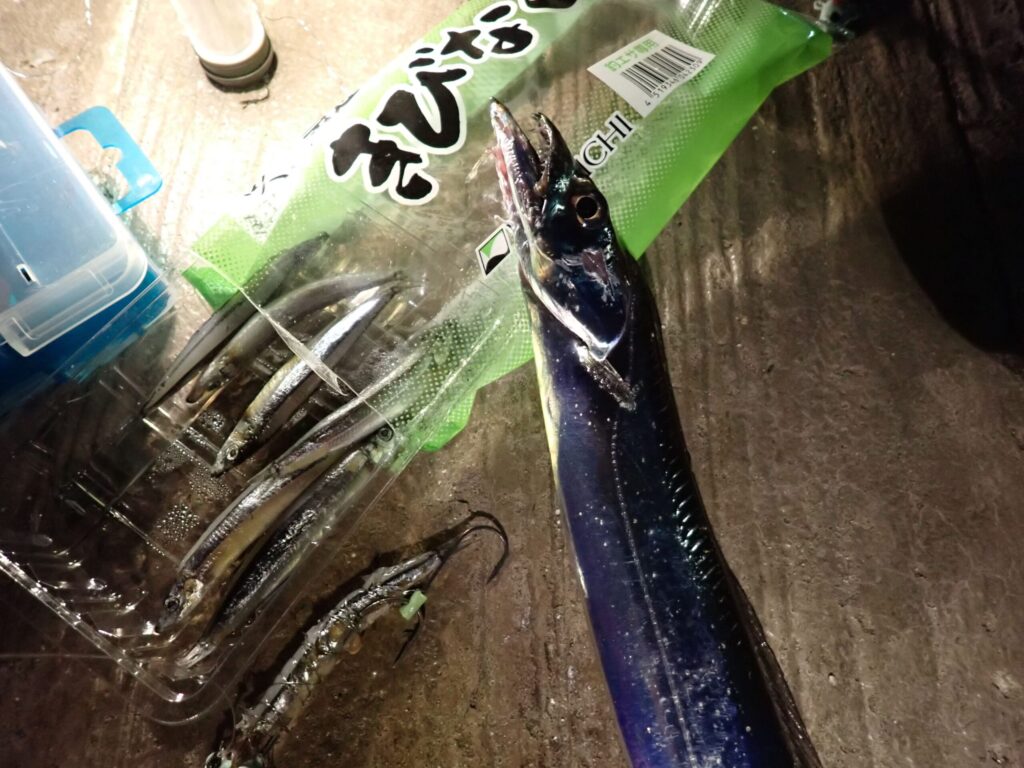 キビナゴで釣った太刀魚