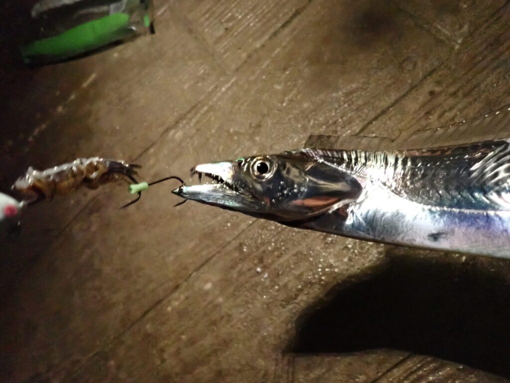 オカッパリでタチウオテンヤで釣った太刀魚