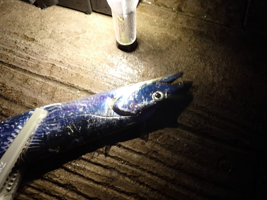 深いレンジで釣れた日の太刀魚