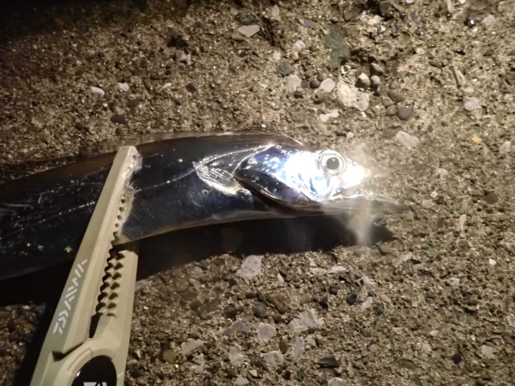 フィッシュグリップで太刀魚を掴んでいるシーン
