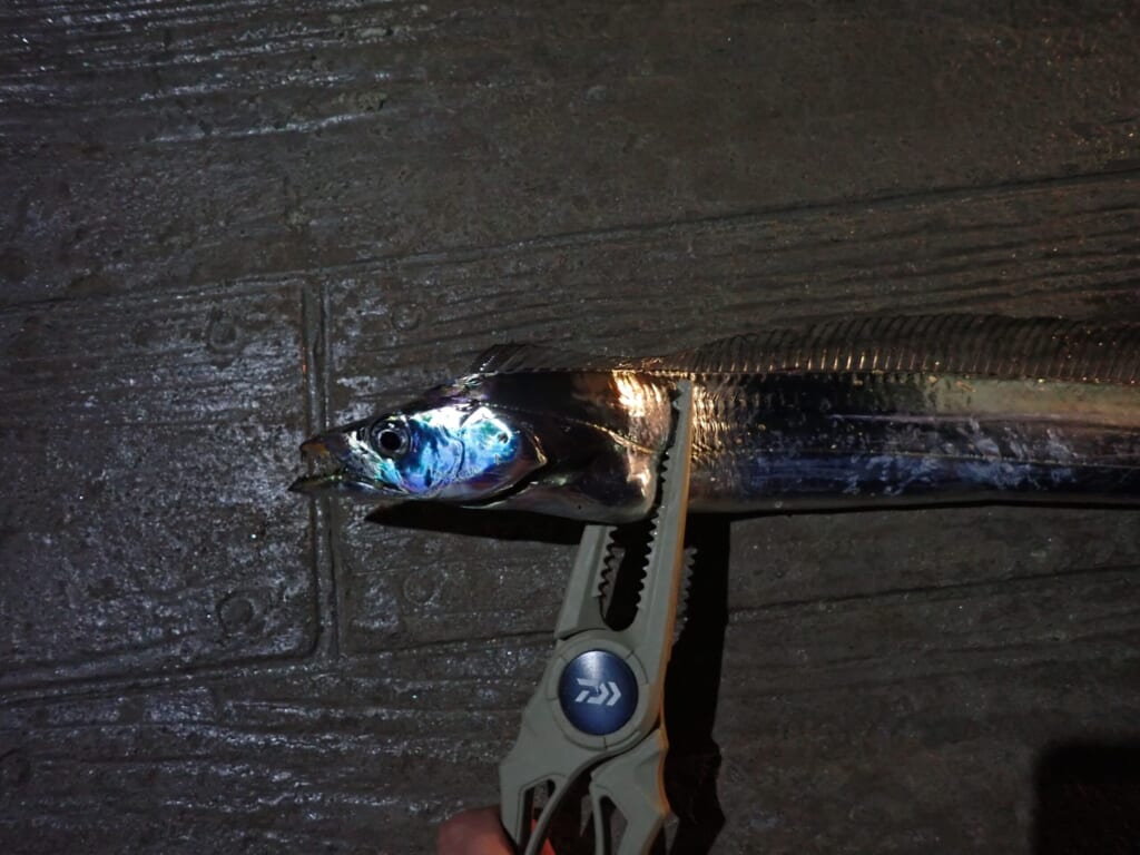 ディアルーナS100Mで釣った太刀魚