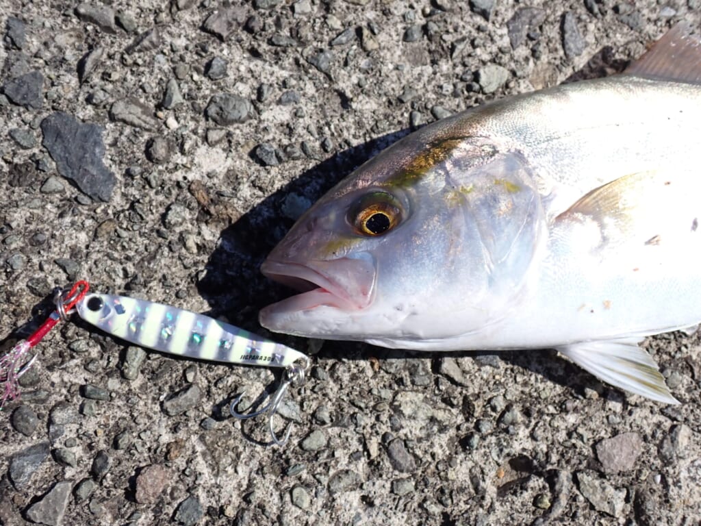 しょごをリアフックで釣った時の様子
