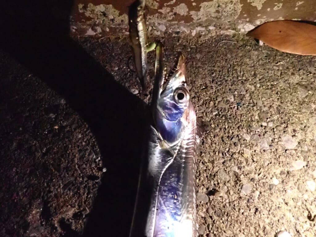 テンヤで釣った太刀魚
